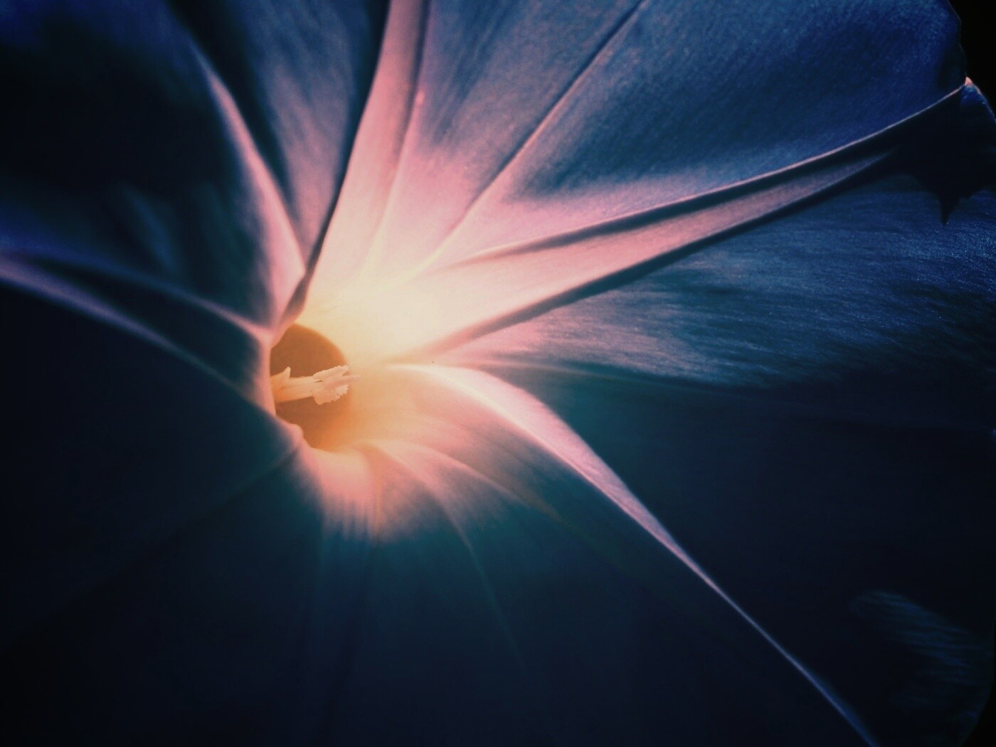 Нежный голубой цветок обои