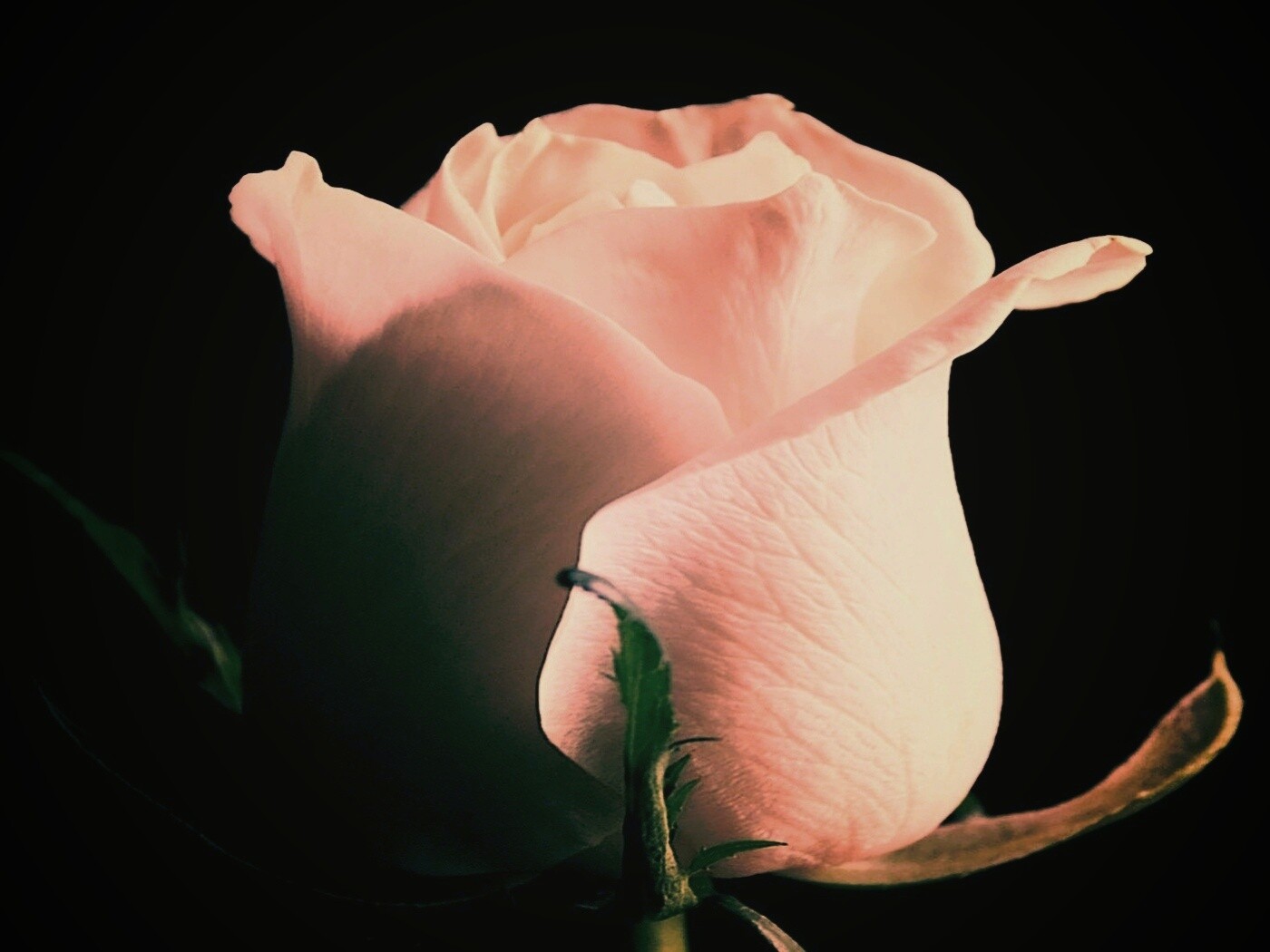 Бутон белой розы обои