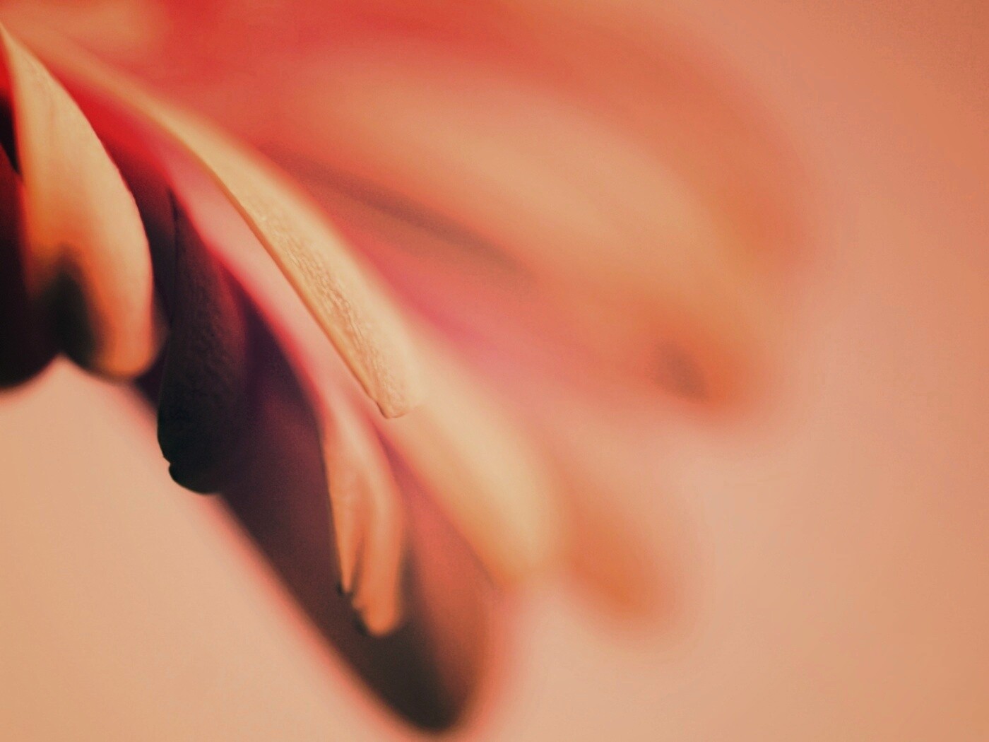 Лепестки цветка в макро обои