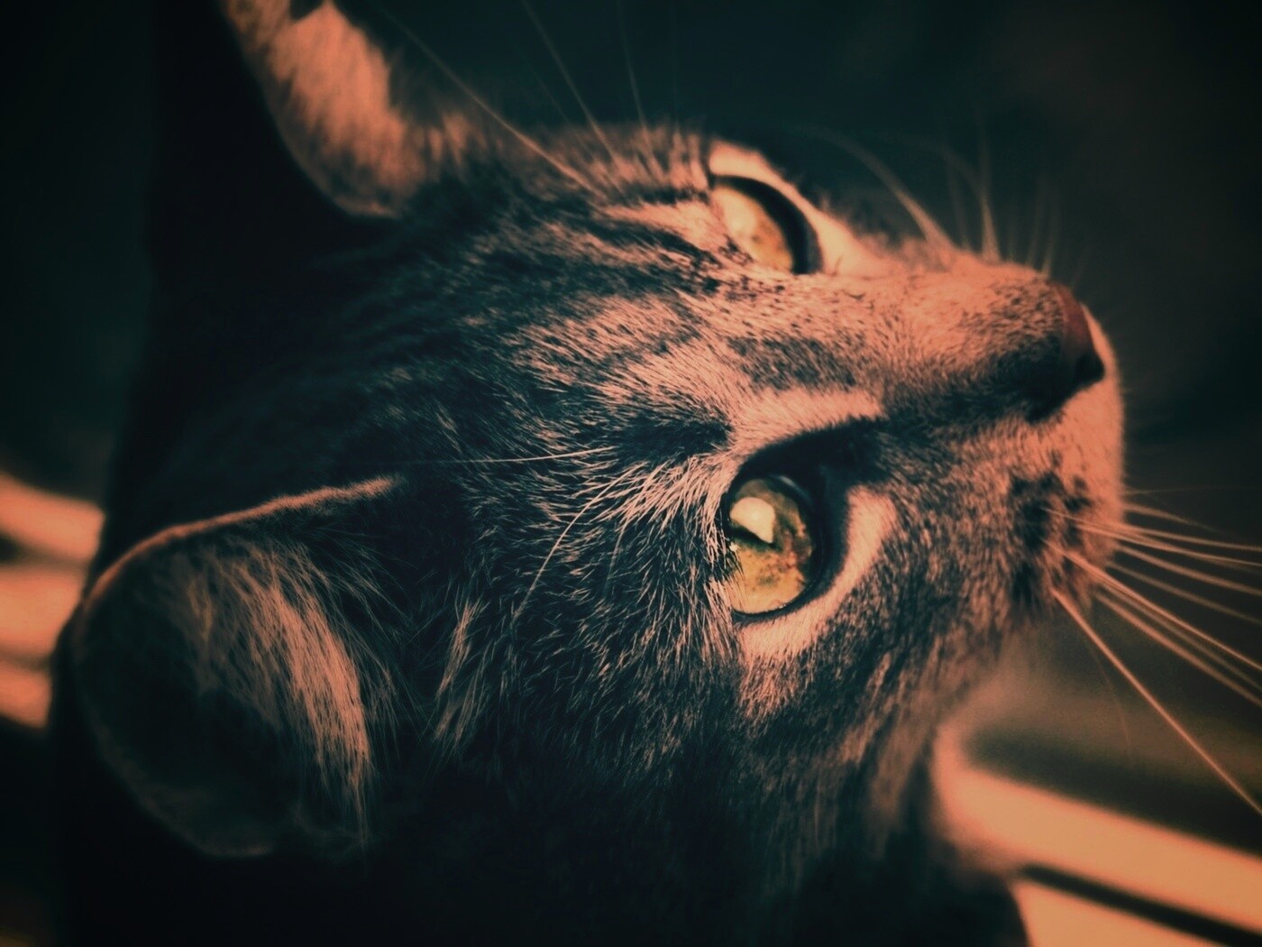 Кот с желтыми глазами обои