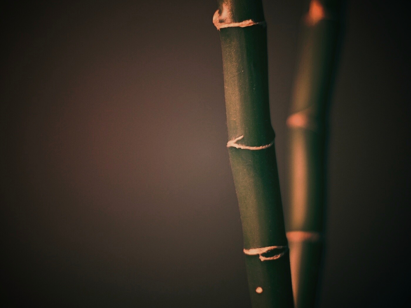 Макро фото стебля бамбука обои