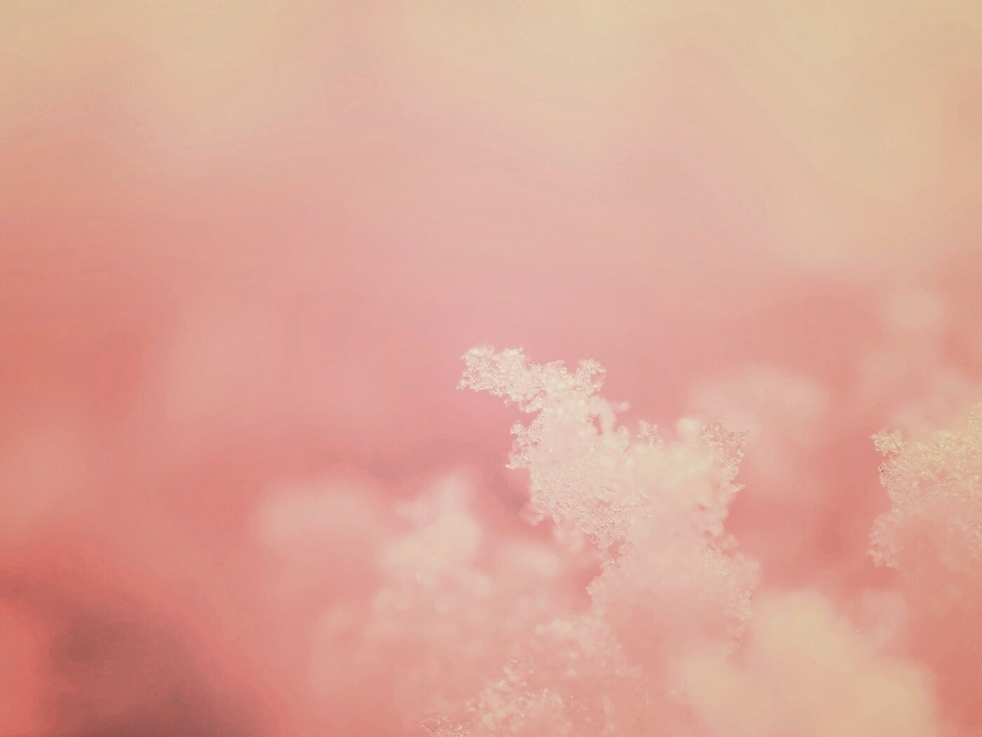 Макро фото снега обои
