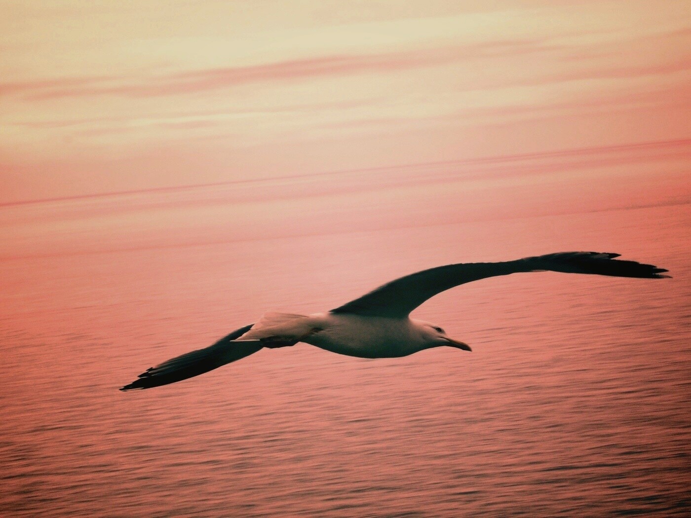 Чайка в полете обои