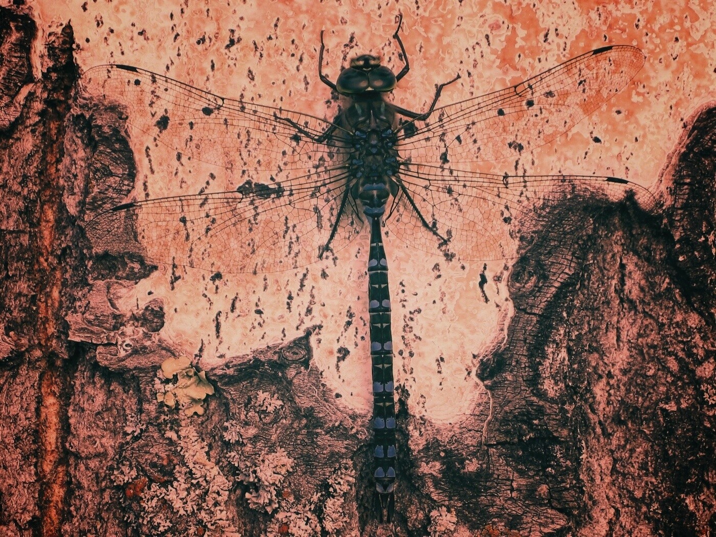 Стрекоза на дереве обои