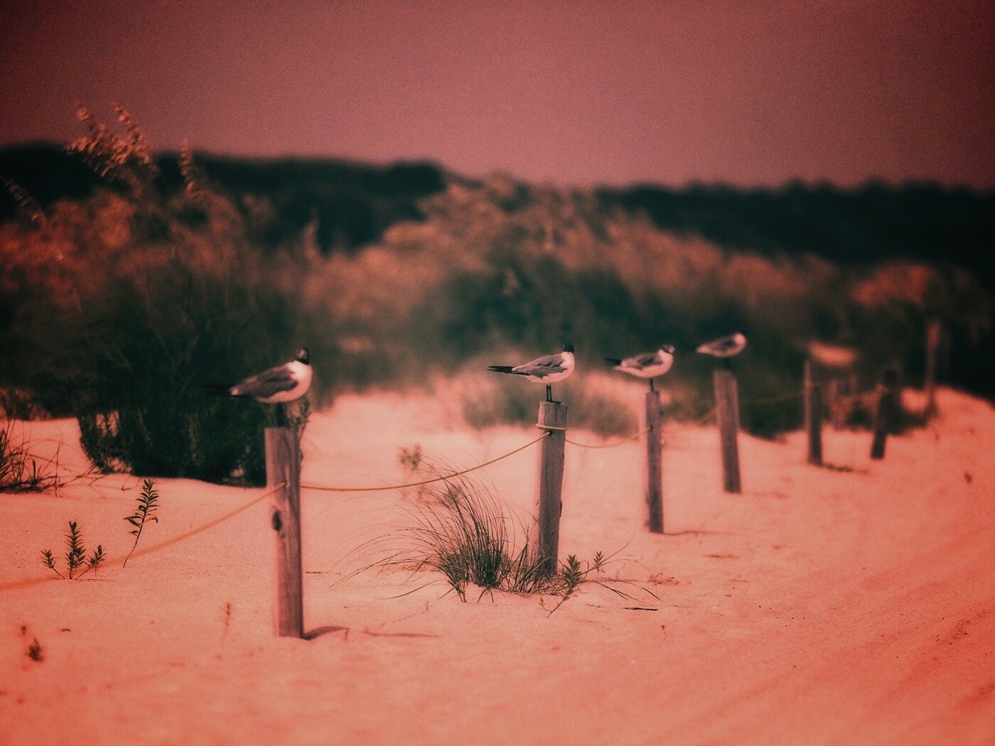 Птички на столбиках обои