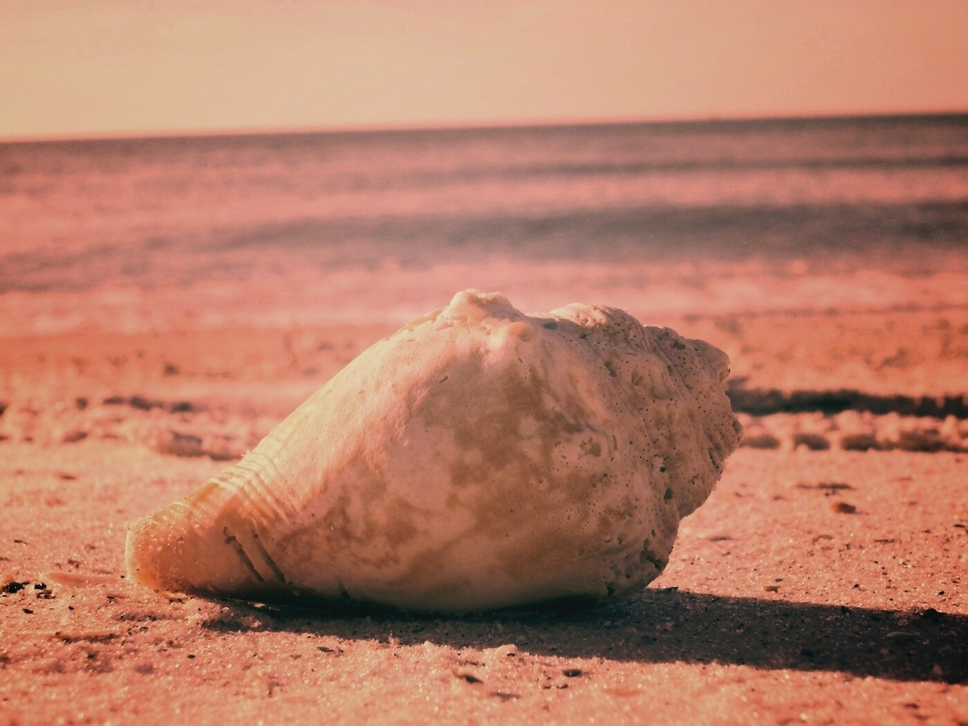 Морская раковина на пляже обои
