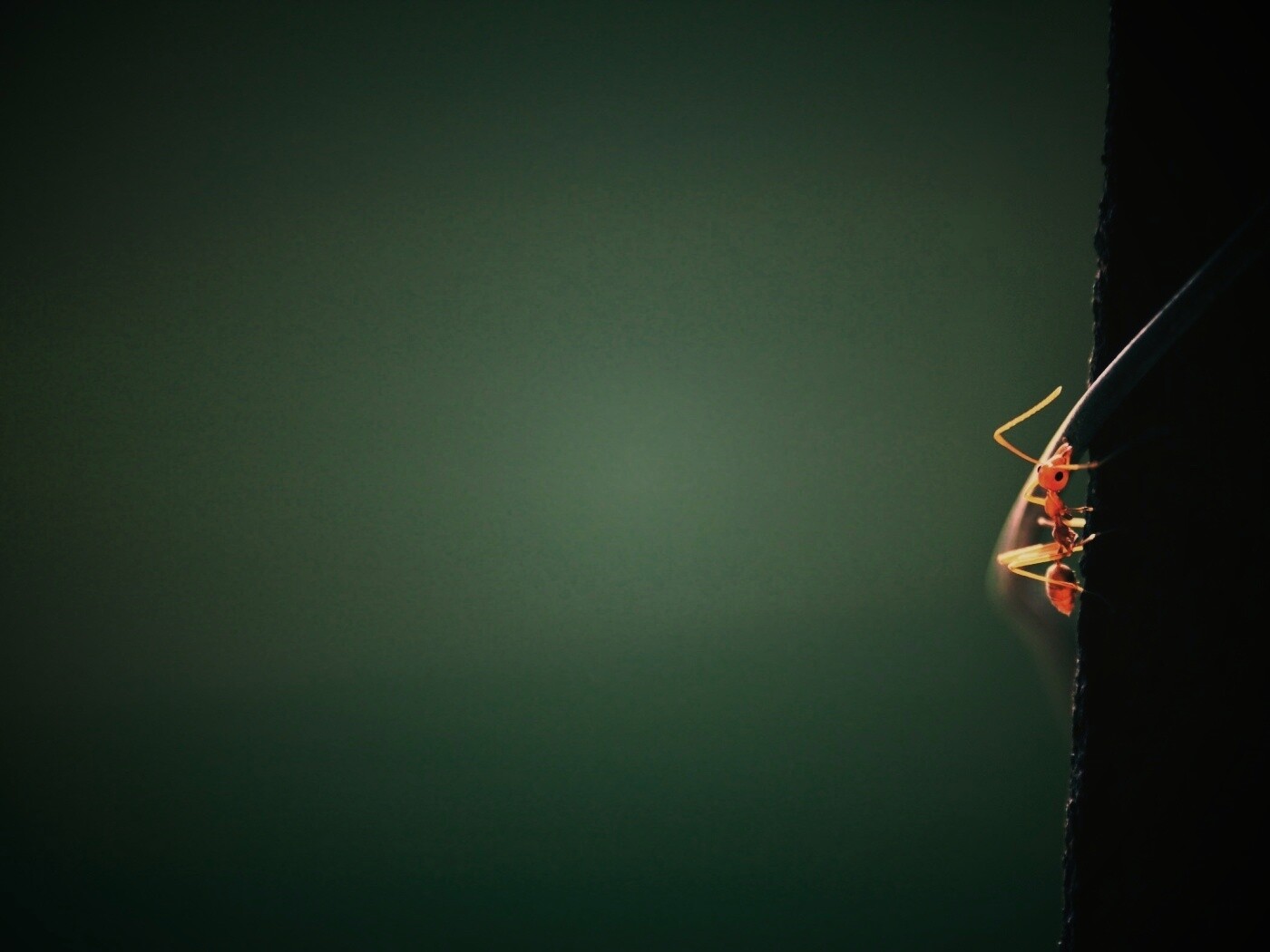 Муравей-пожарник обои