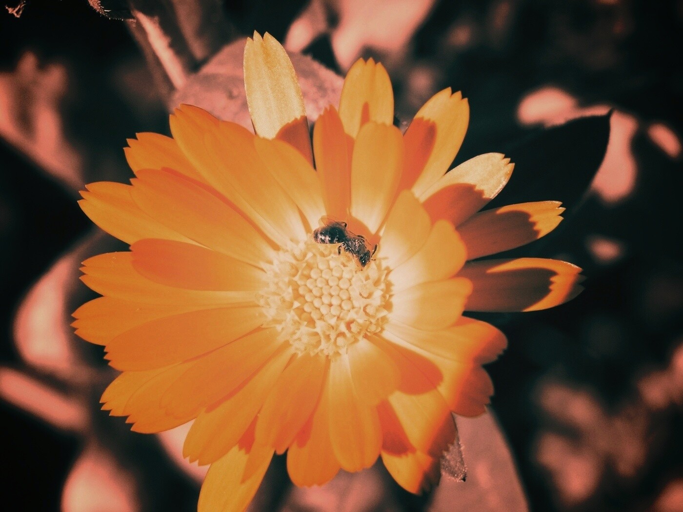 Оса на цветке обои