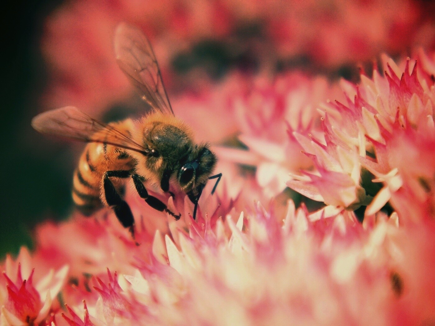 Пчела собирает пыльцу обои