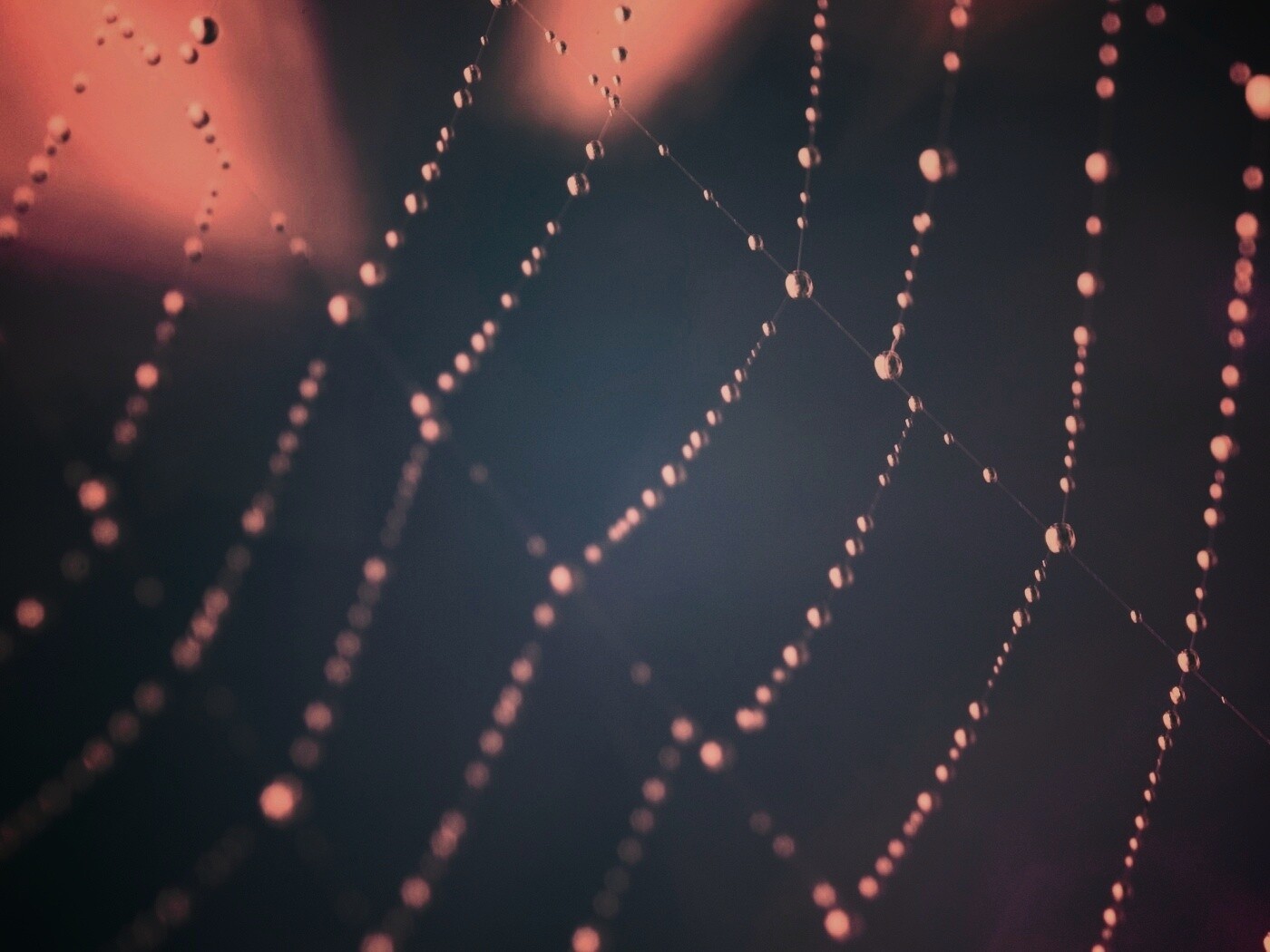 Паучья сеть обои