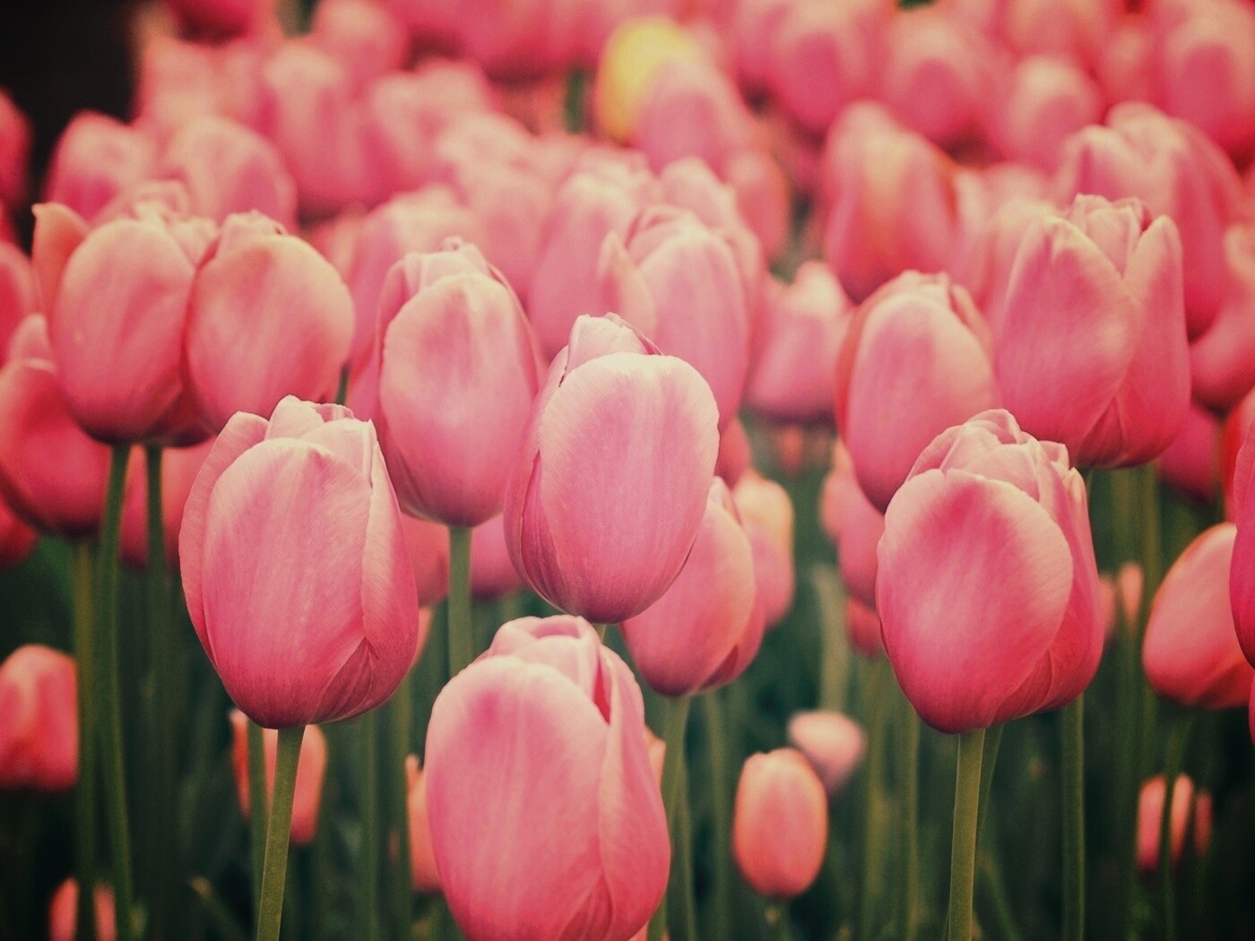 Море розовых тюльпанов обои