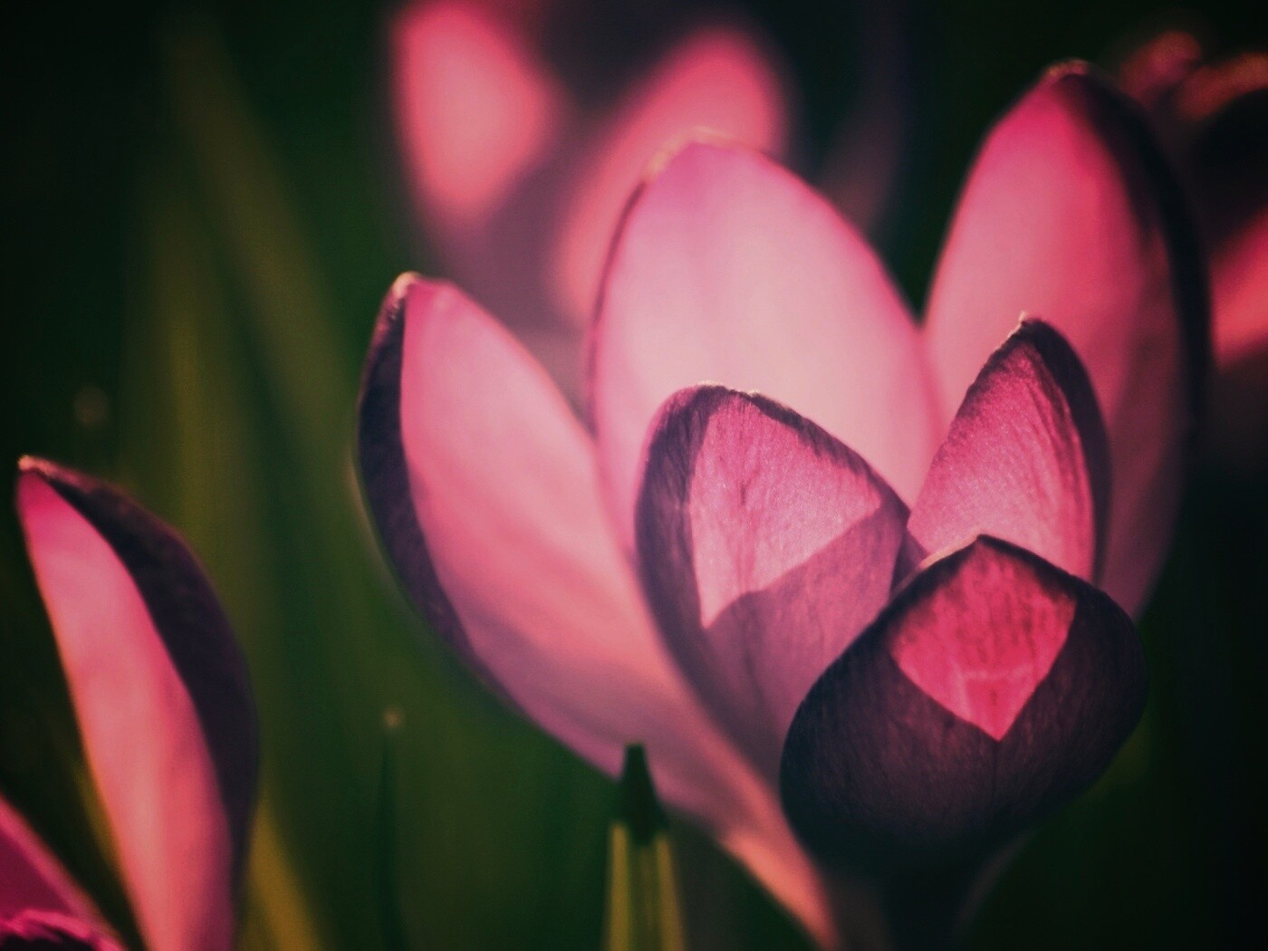 Фиолетовый крокус обои