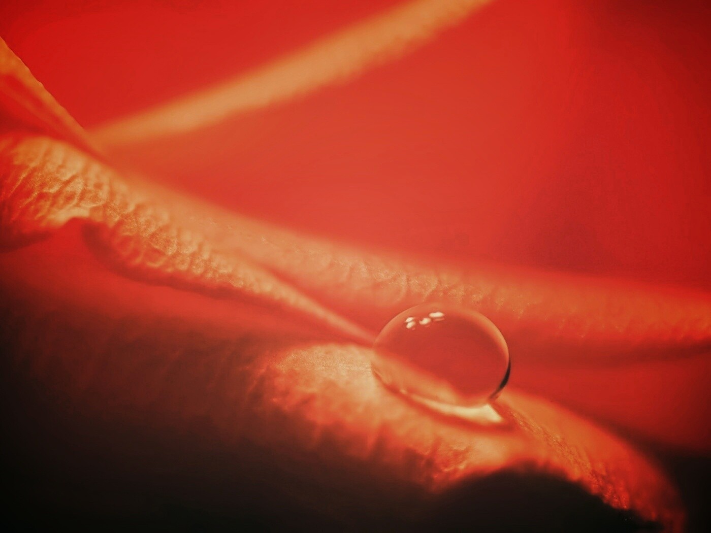 Капелька обои