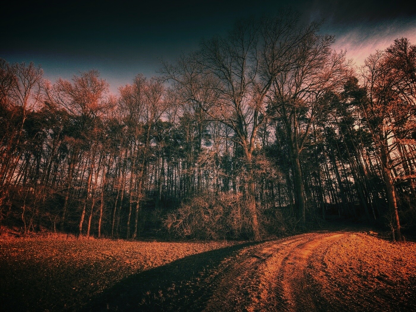 Дорога в лес обои