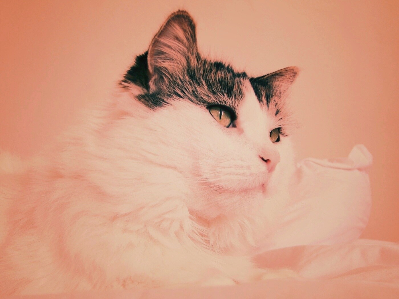 Белый кот с серой макушкой обои