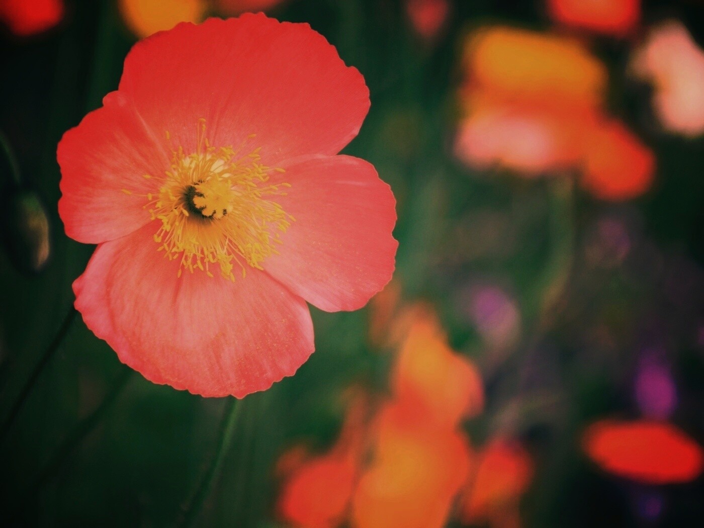 Красивый красный цветок обои