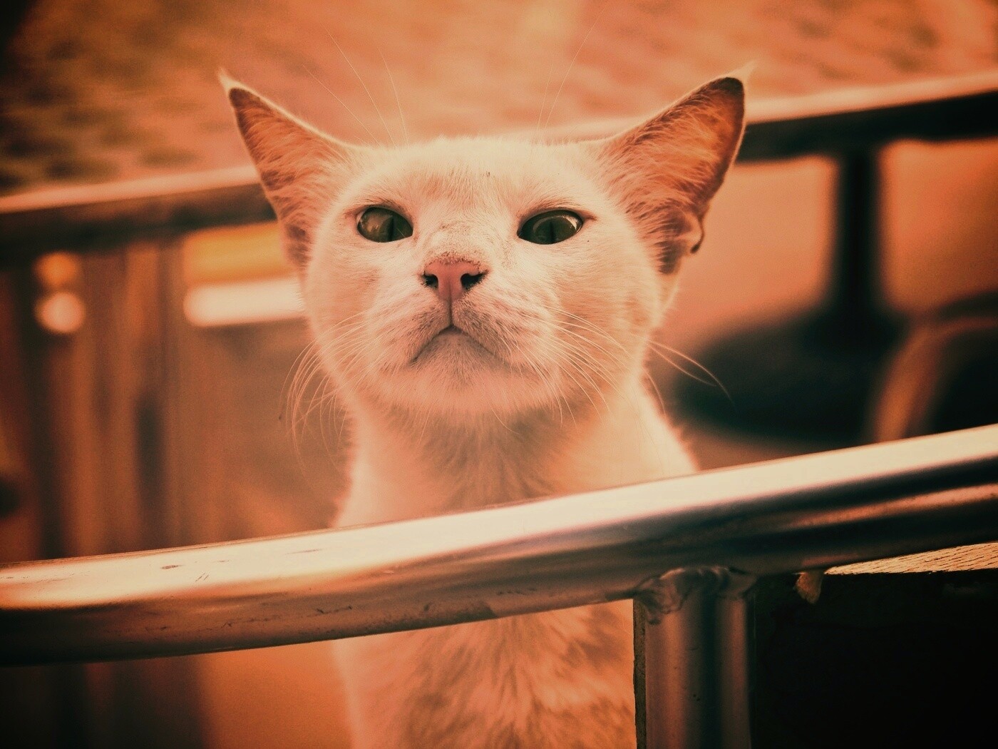 Настороженно принюхивающийся кот обои