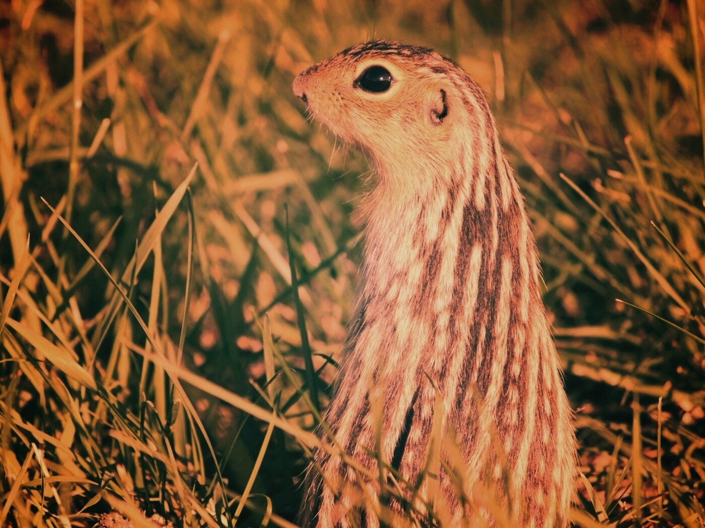 Сурок в стойке обои