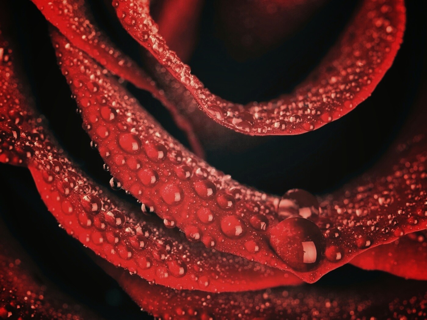 Роза в каплях обои