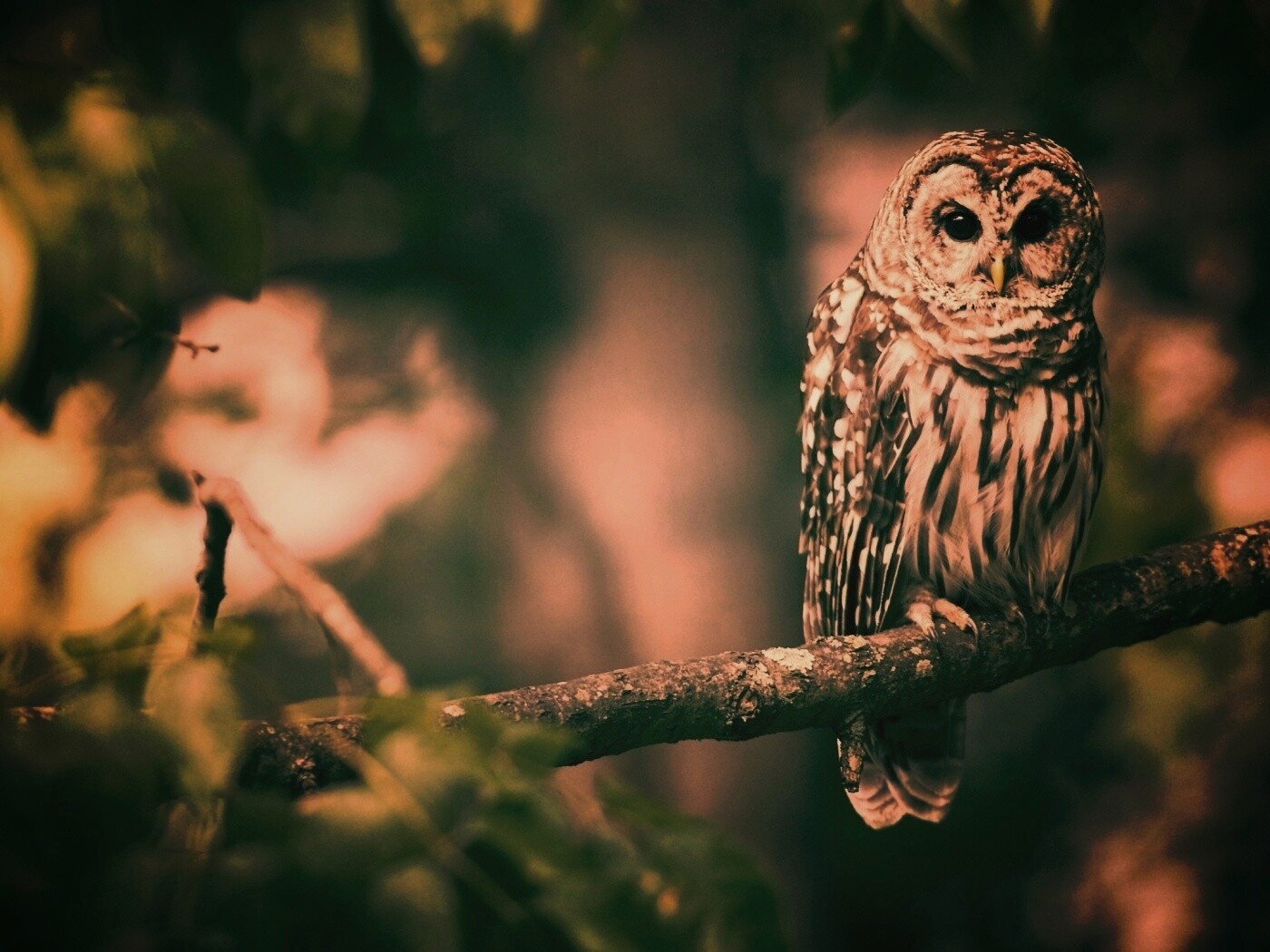 Сова на ветке обои
