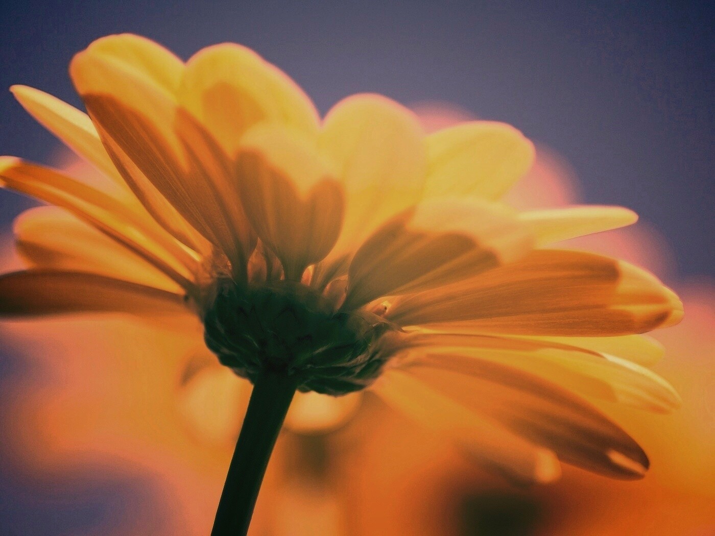 Макро-фото желтого цветка обои