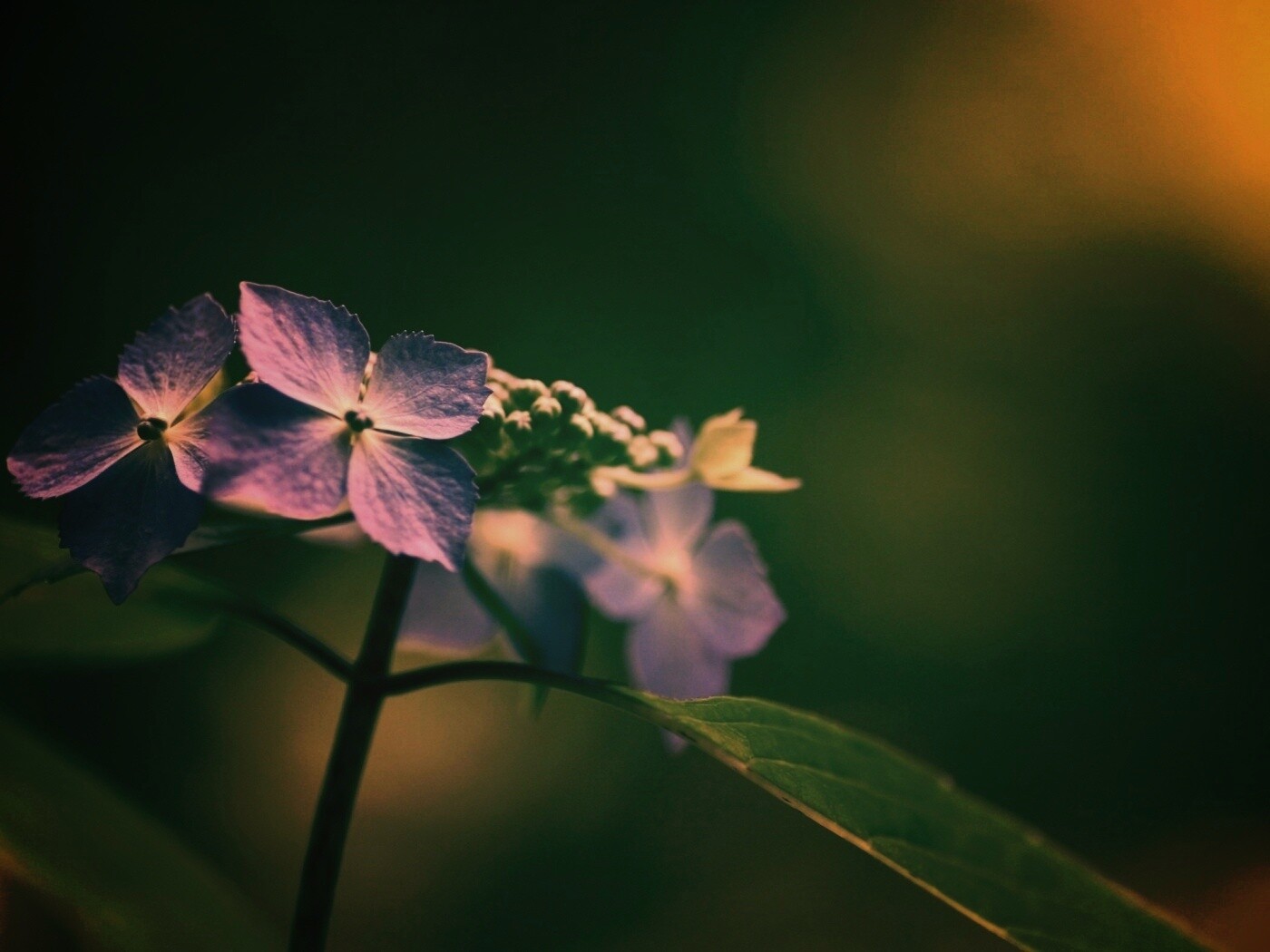 Нежно-синие цветы обои