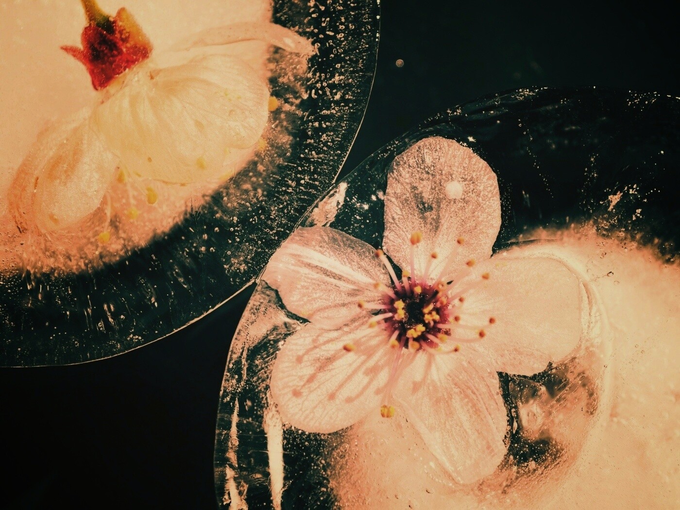 Цветы вишни во льду обои