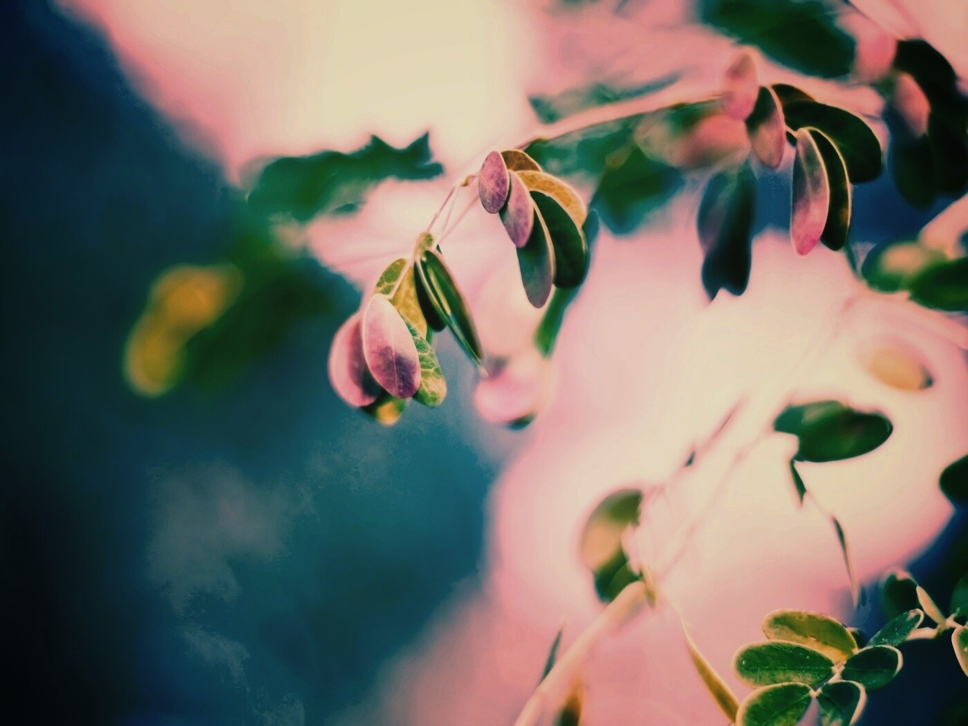 Фиолетовые листья обои