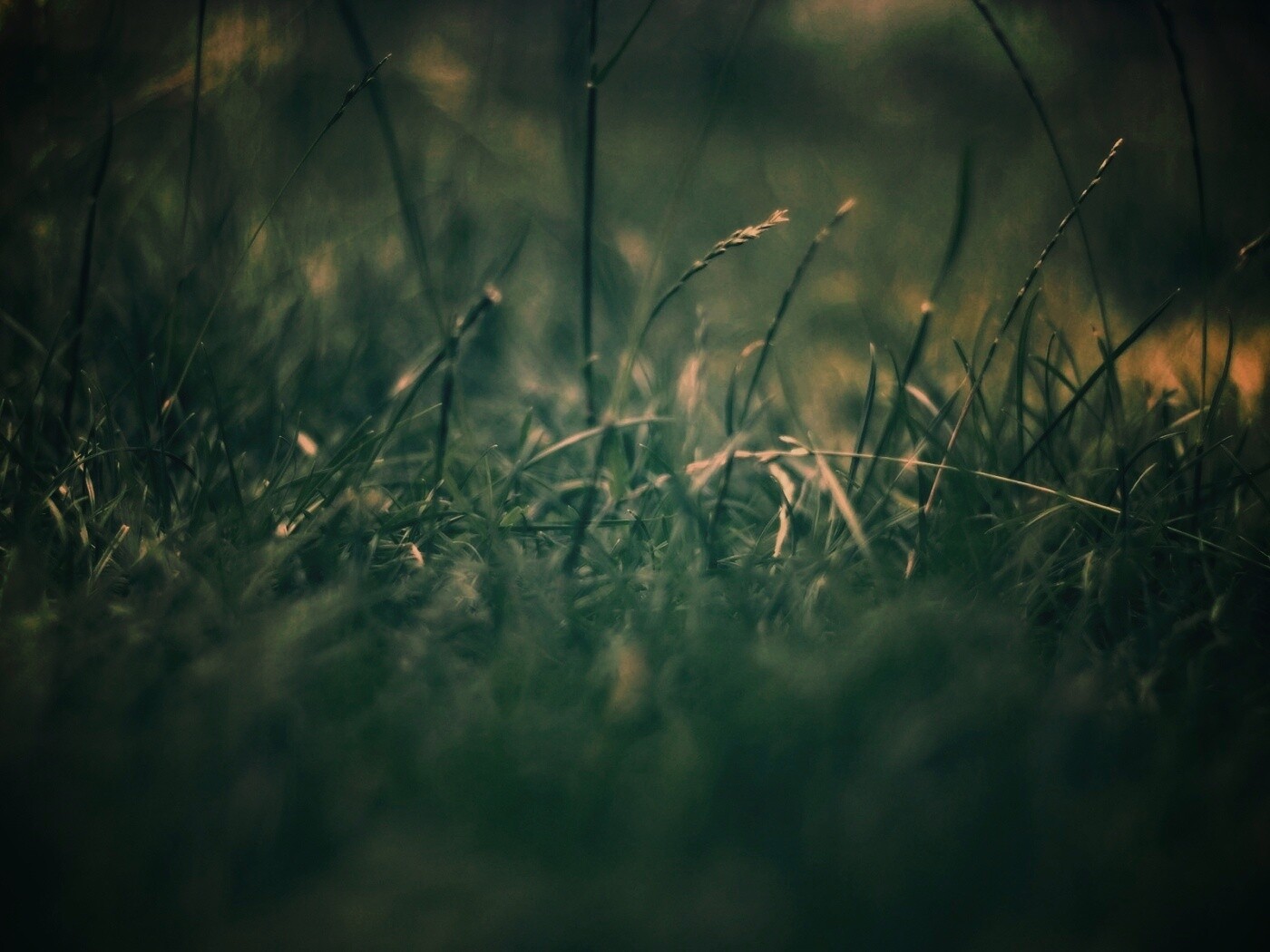 Трава в макро режиме обои