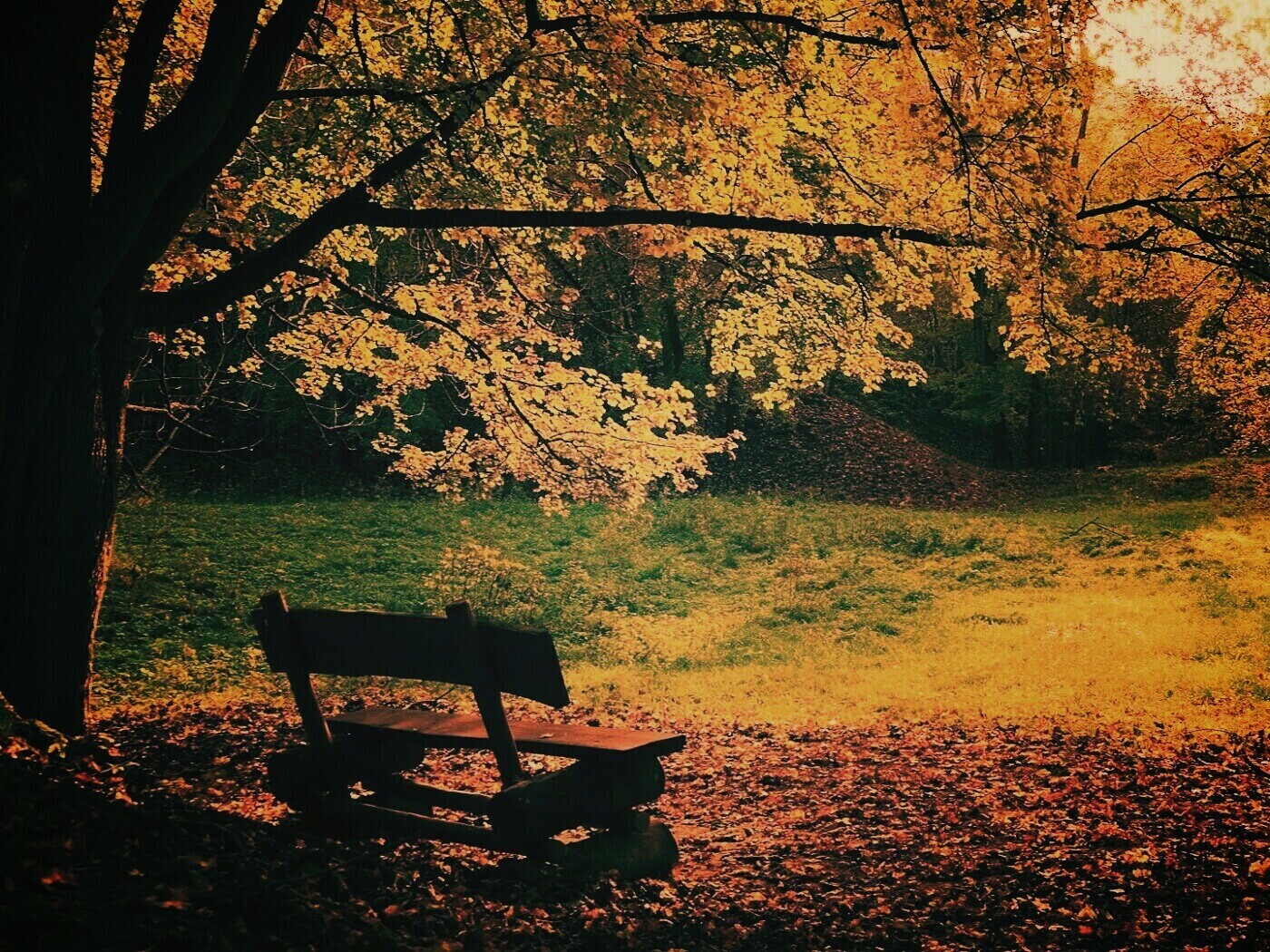 Скамейка под деревом обои