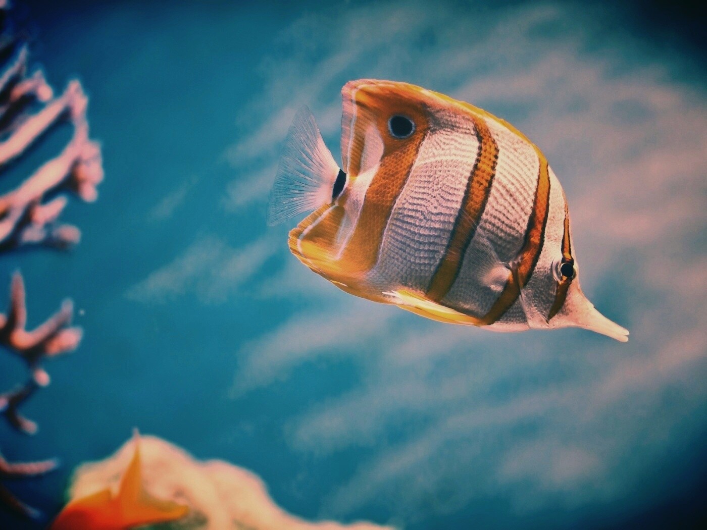 Тропическая рыбка обои
