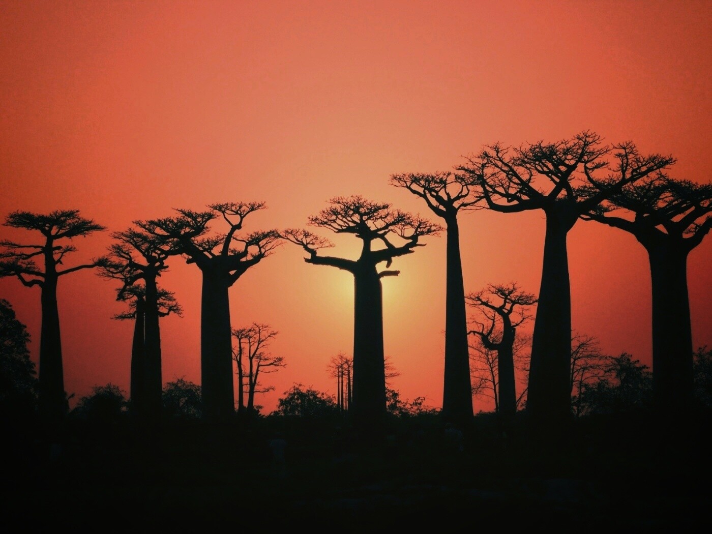 Баобабы на закате обои
