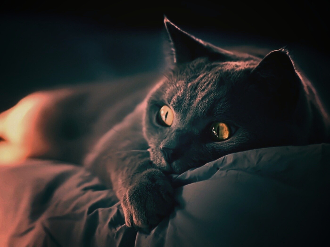 Персидский кот на кровати обои