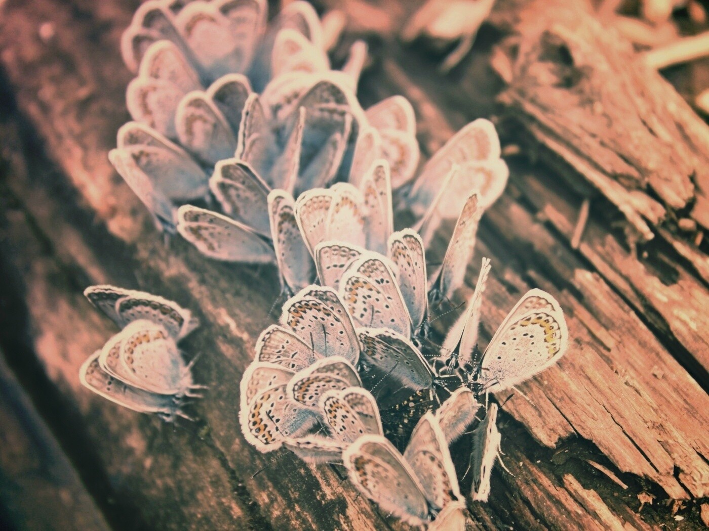 Голубые бабочки обои