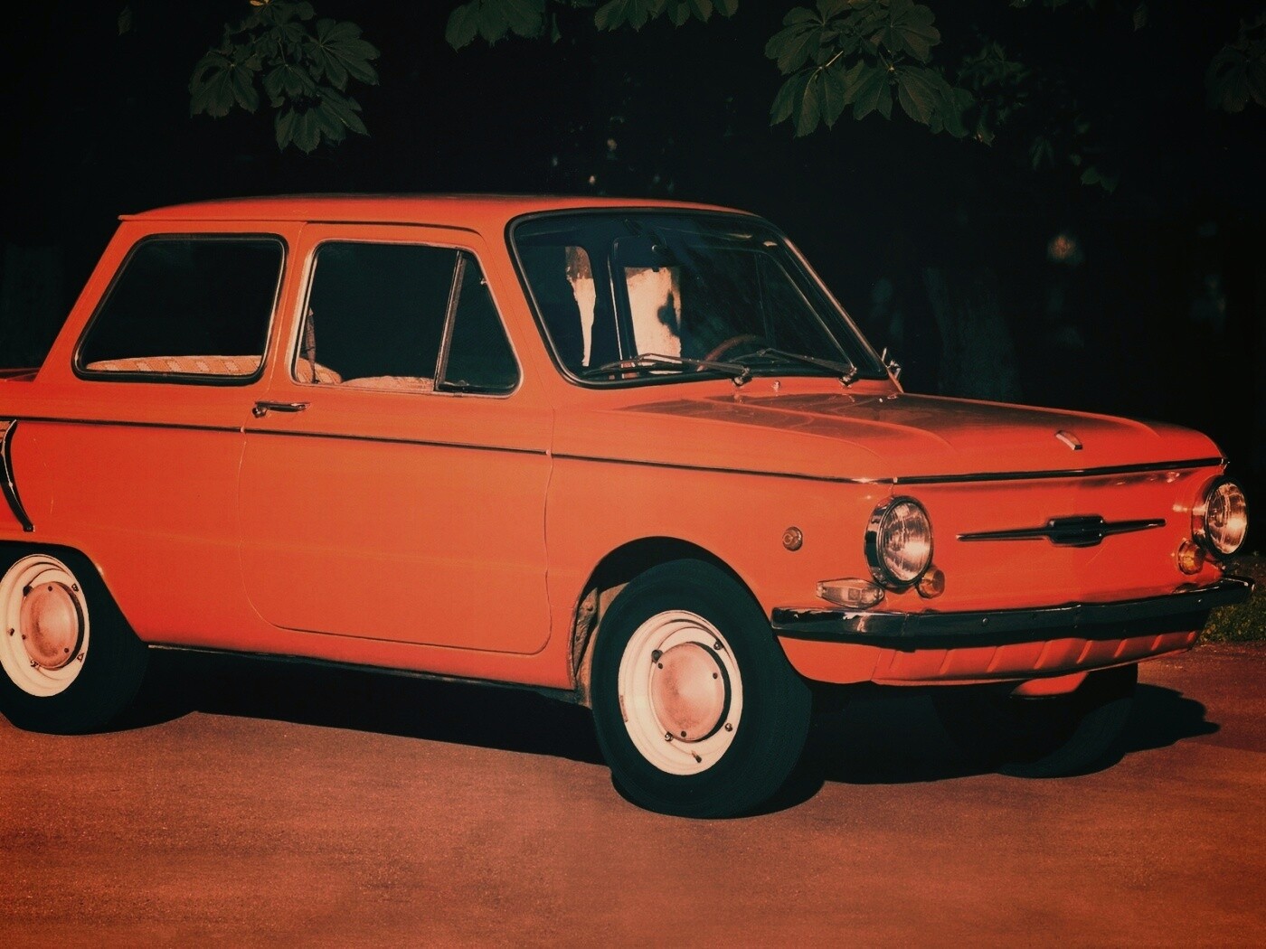 Оранжевый ушастый запорожец обои