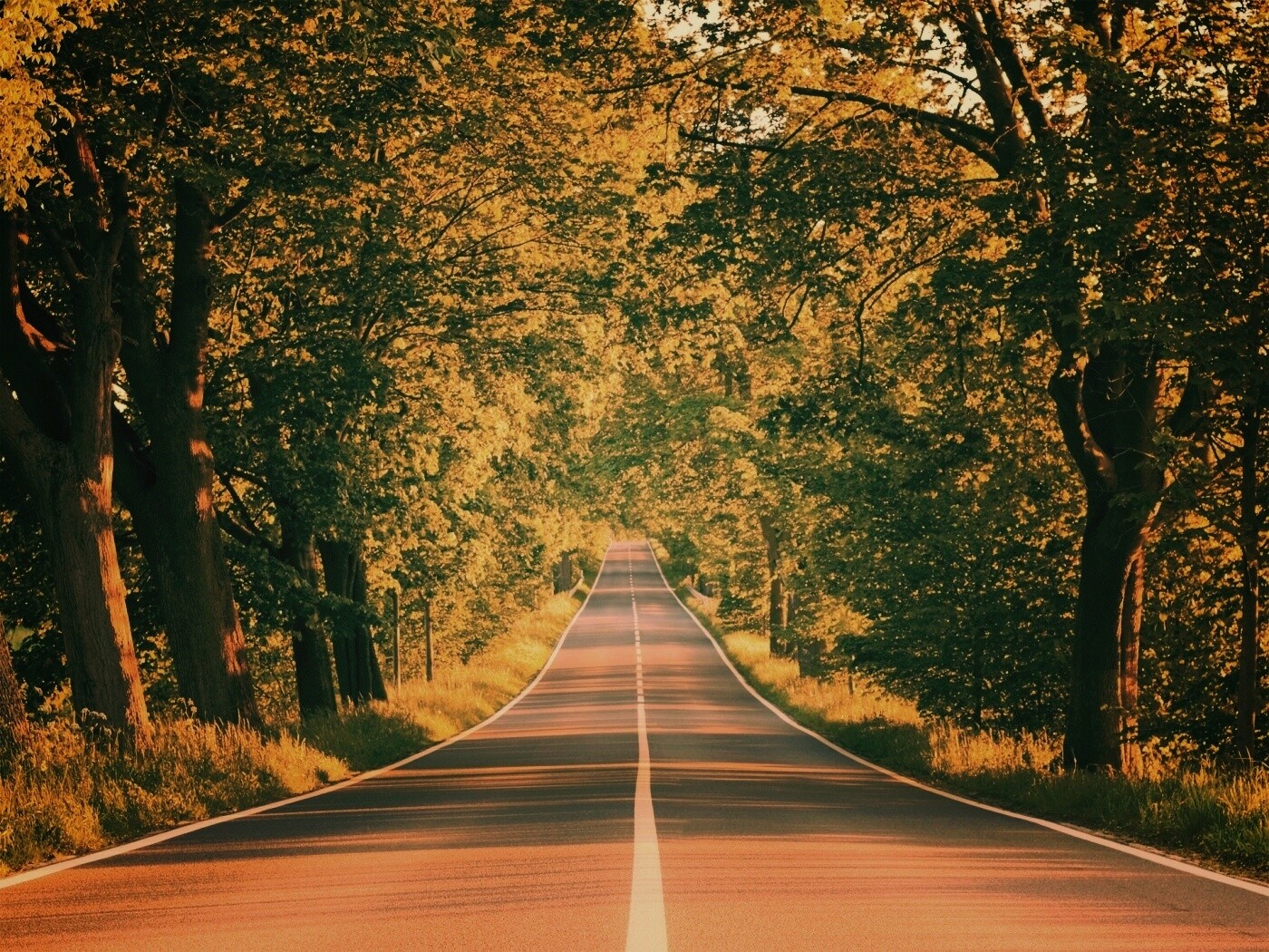 Под горку и в лес обои