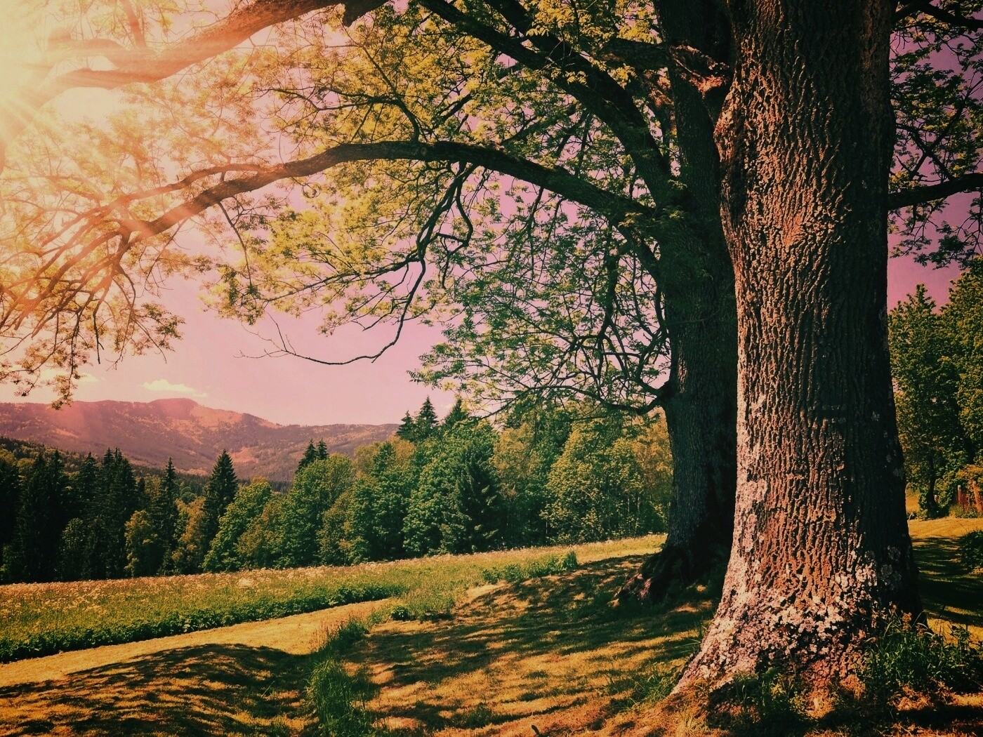 Лето в деревне обои