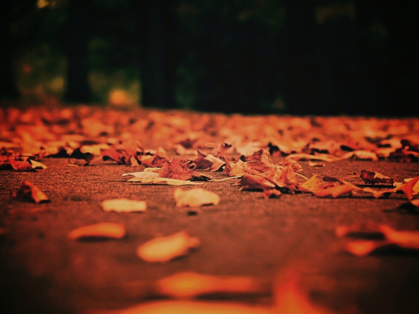 Дорога в листьях  обои