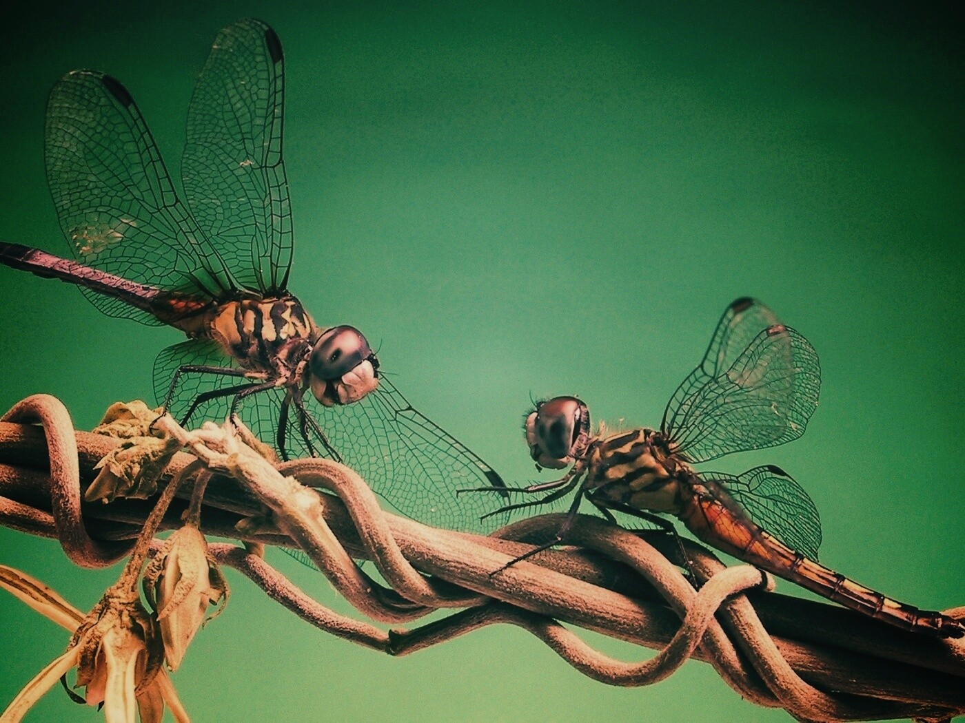 Две стрекозы обои