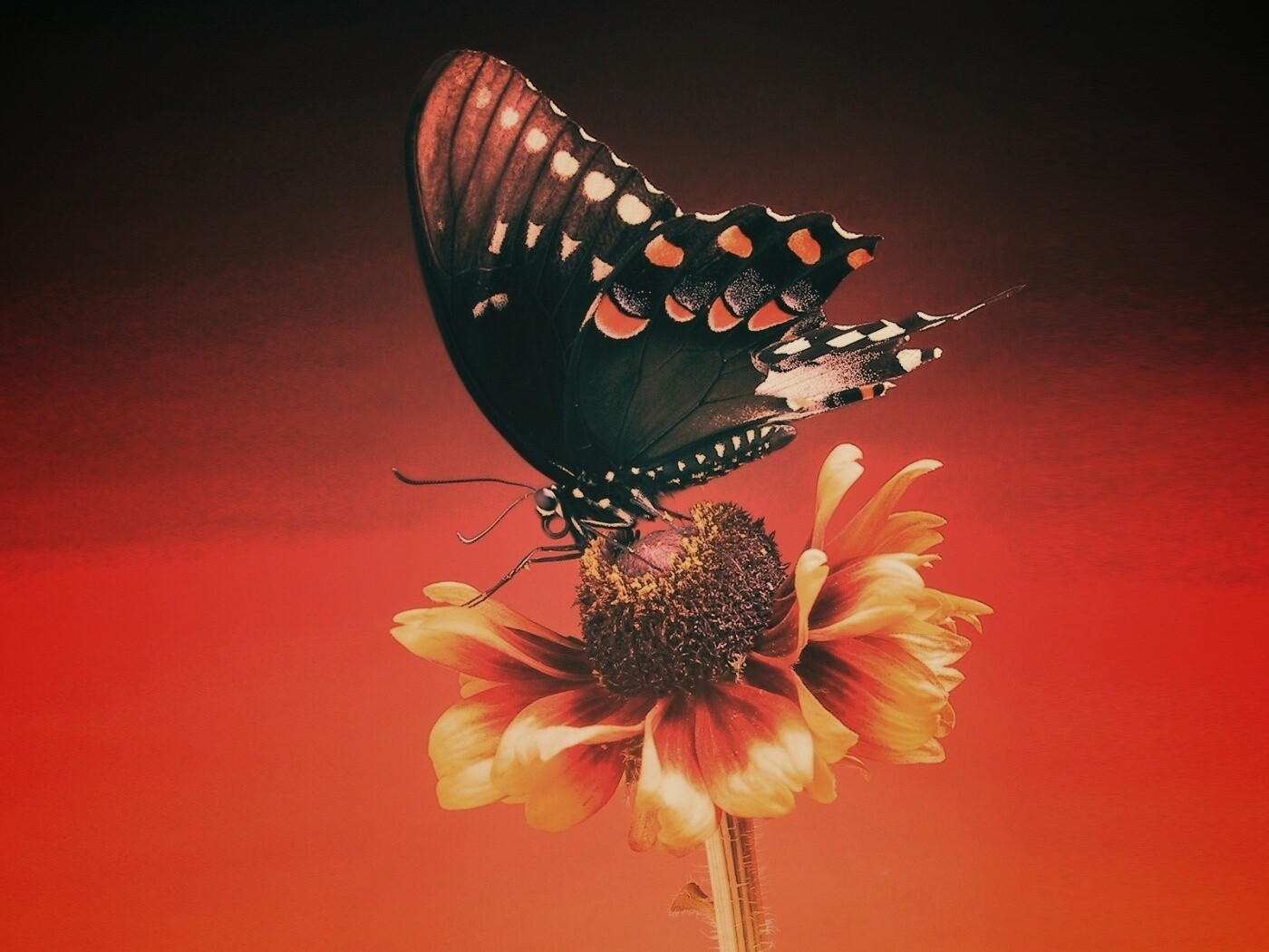 Бабочка на цветке обои