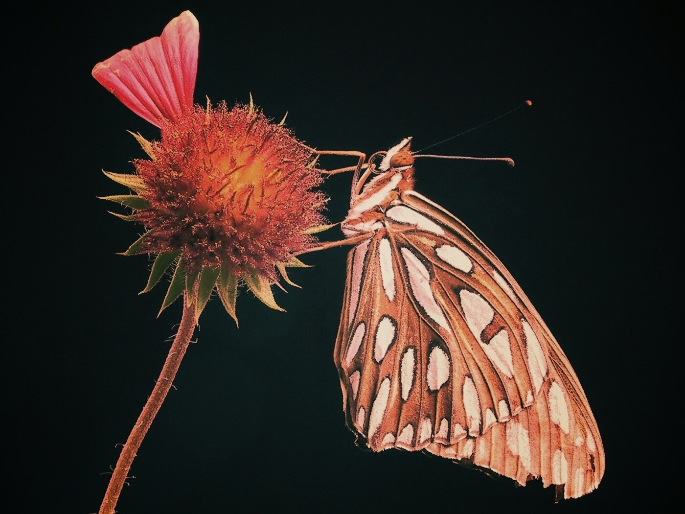 Бабочка на цветке обои