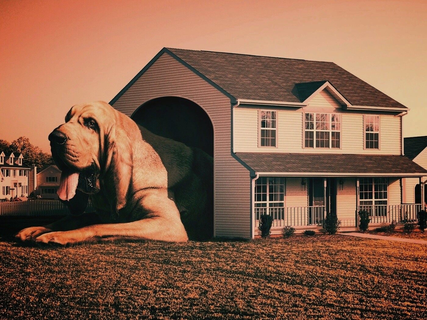 Действительно большая собака обои