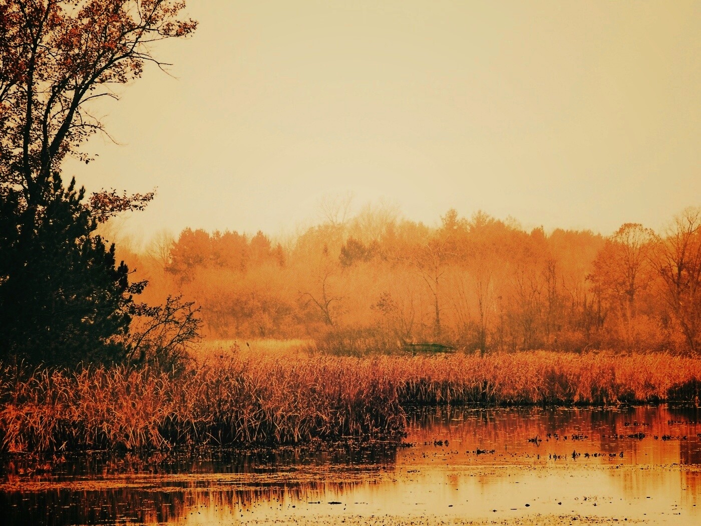 Живописные болота обои