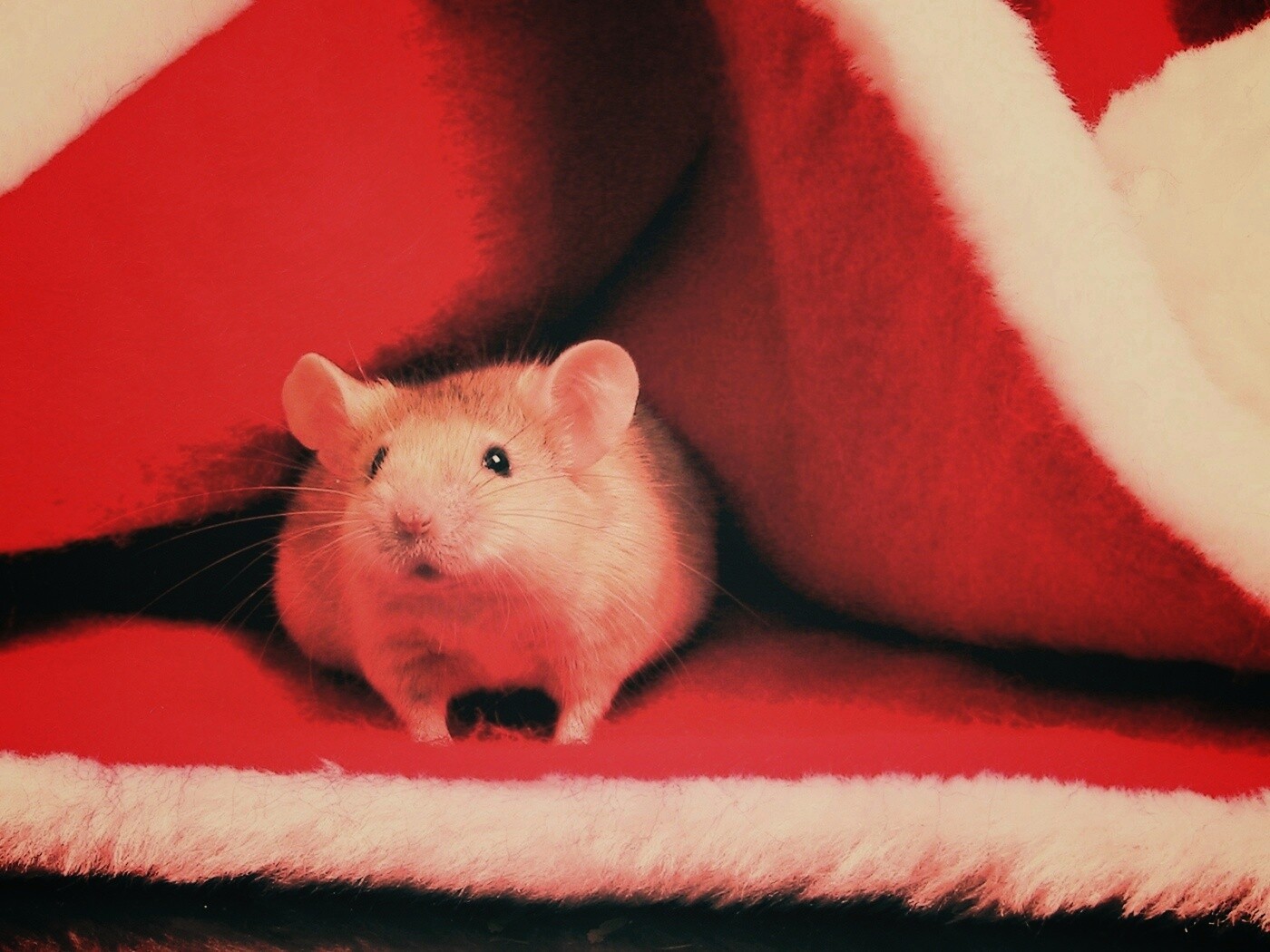 Толстый новогодний мышонок обои