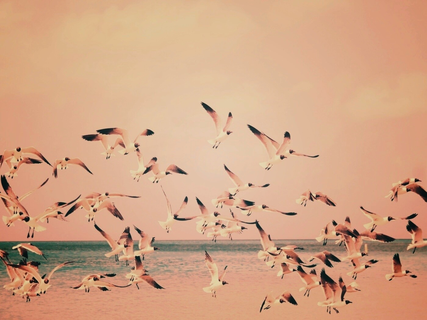 Стая взлетающих чаек обои