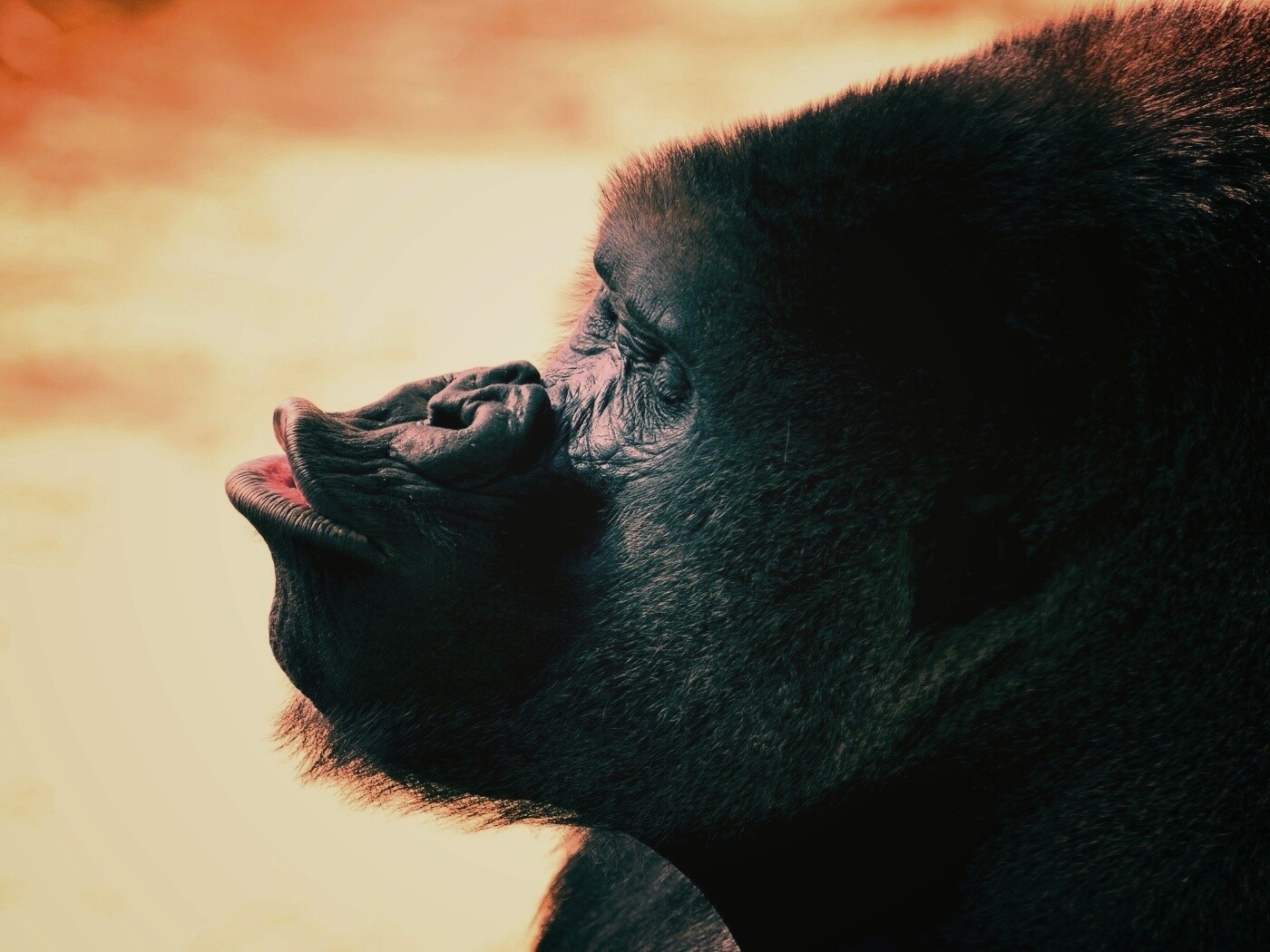 Горилла корчит рожи обои