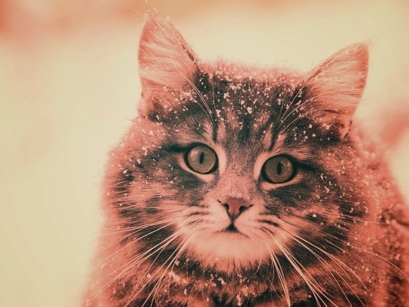 Кот в снегу обои