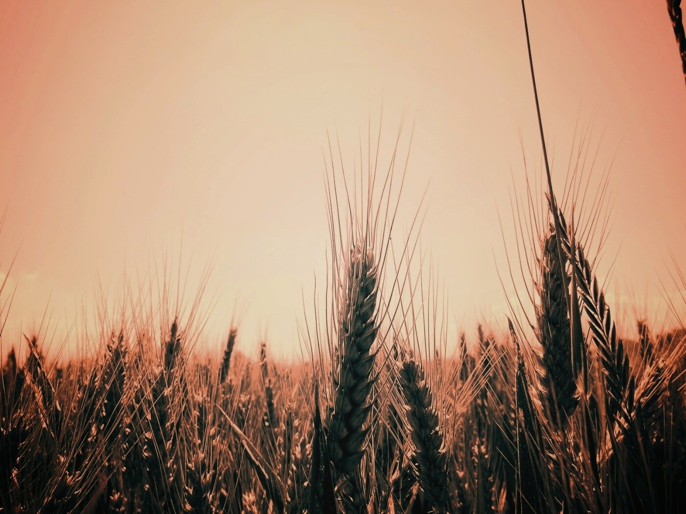 Колосья в поле обои