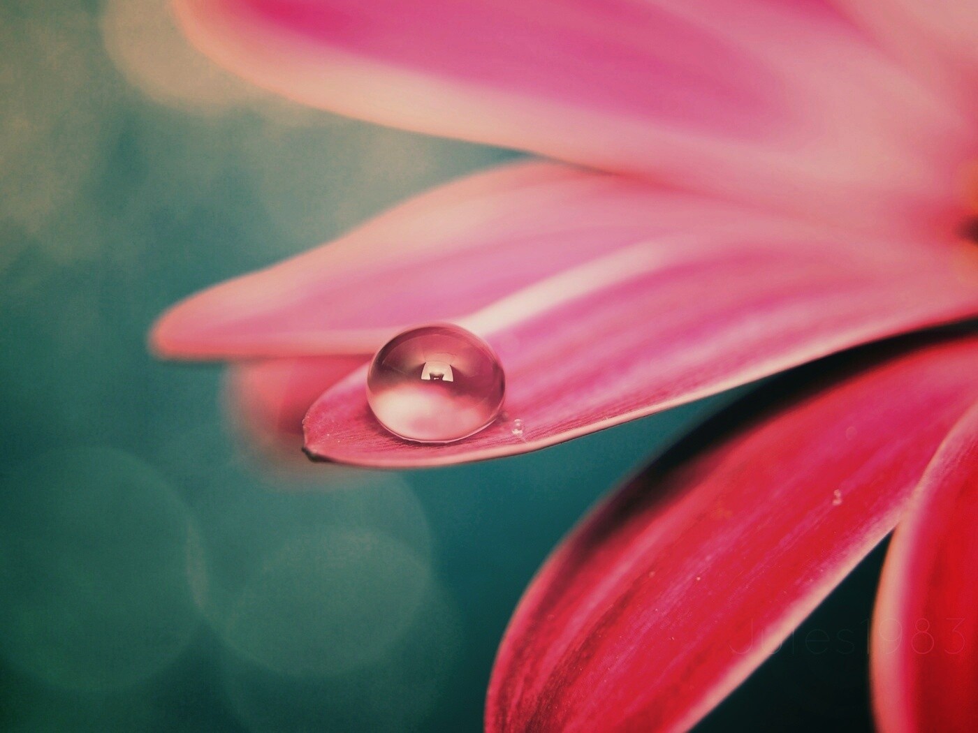 Капля на лепестке обои