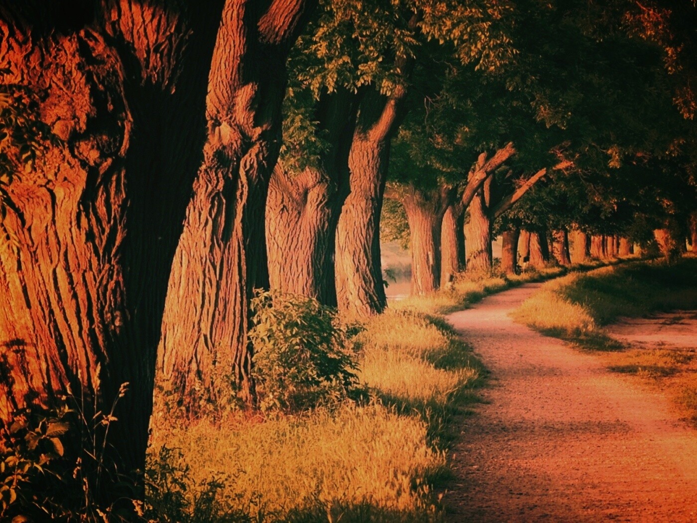 Аллея старых раскидистых деревьев обои